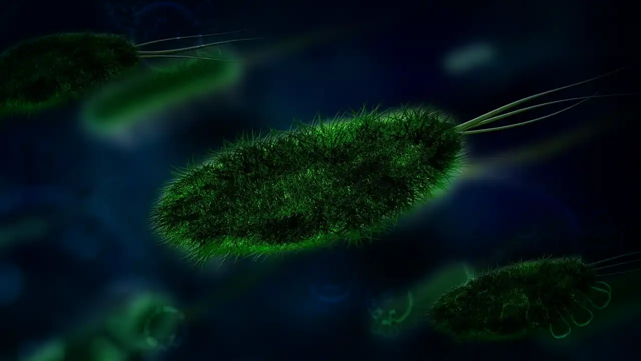 Alerta en India: ¿Está Kerala Preparada para el Mortal Virus Nipah?